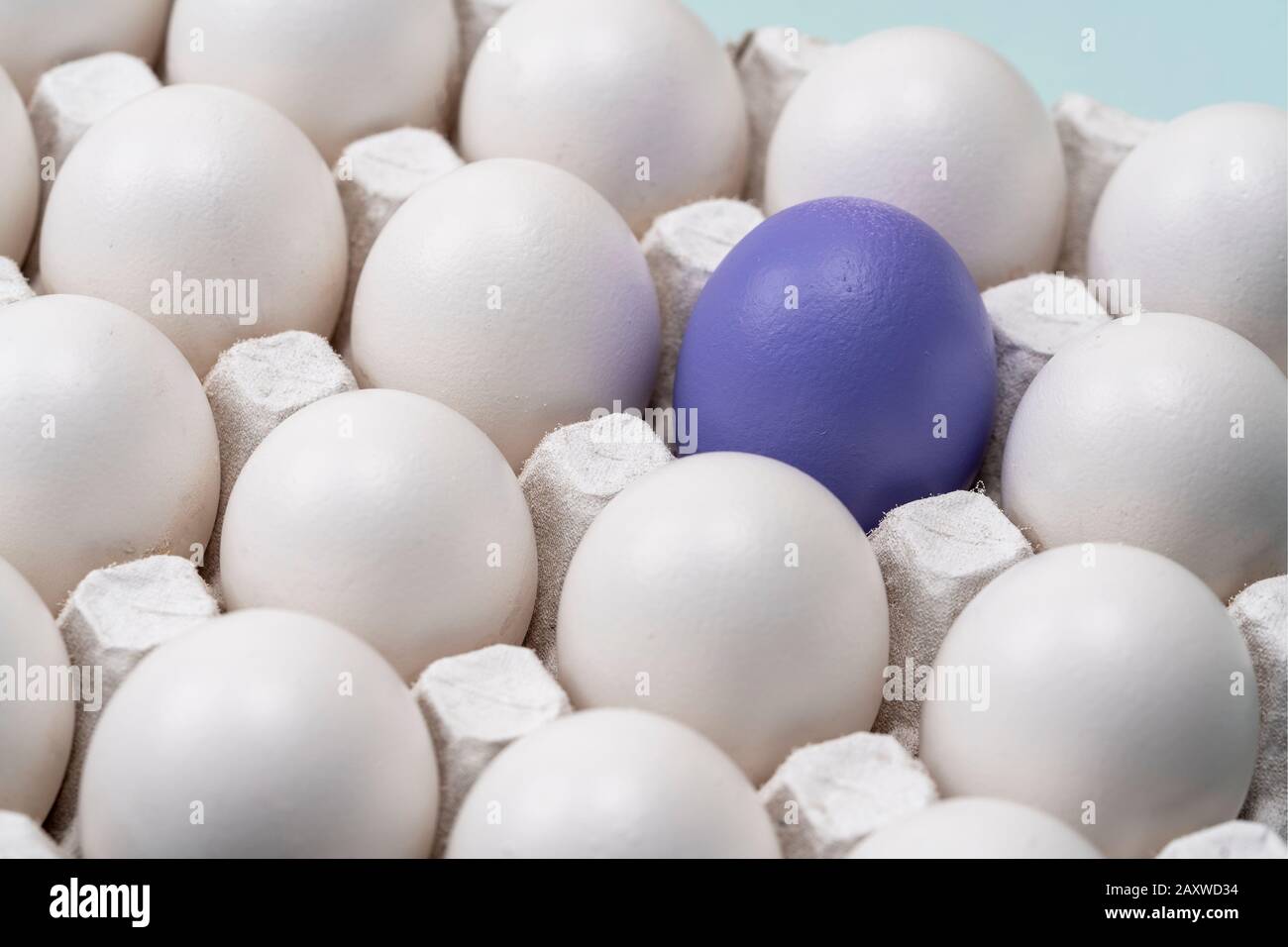 White chicken eggs in cells, and one purple egg is highlighted in the