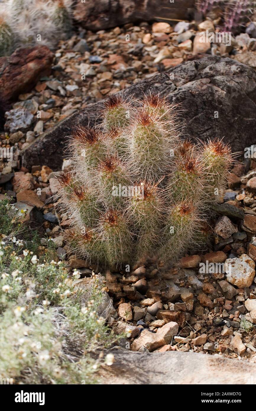 A View of Pincushion Cactus, Cochemiea setispina Stock Photo
