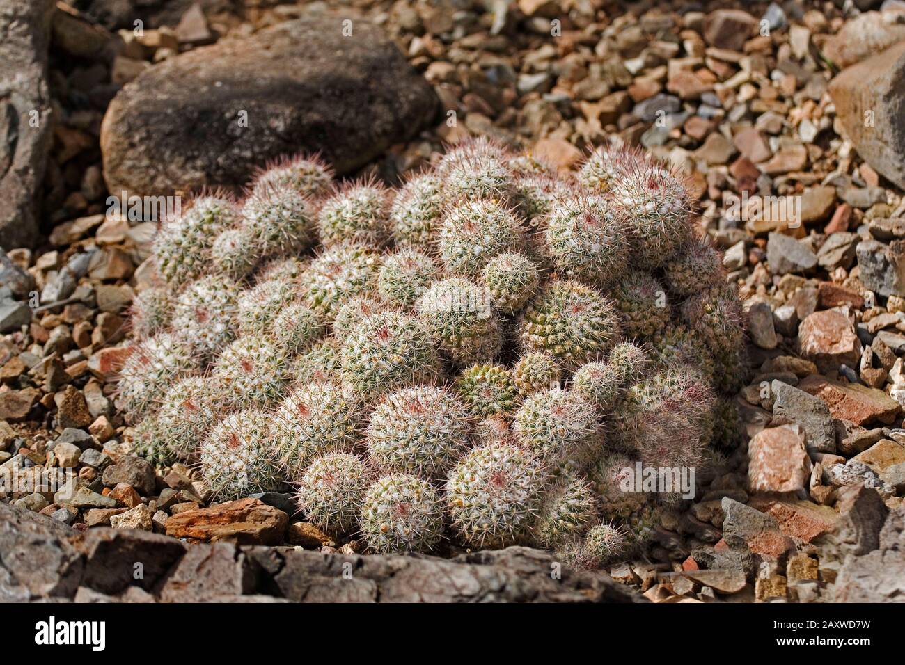 A View of Pincushion Cactus, Mammillaria standleyi Stock Photo