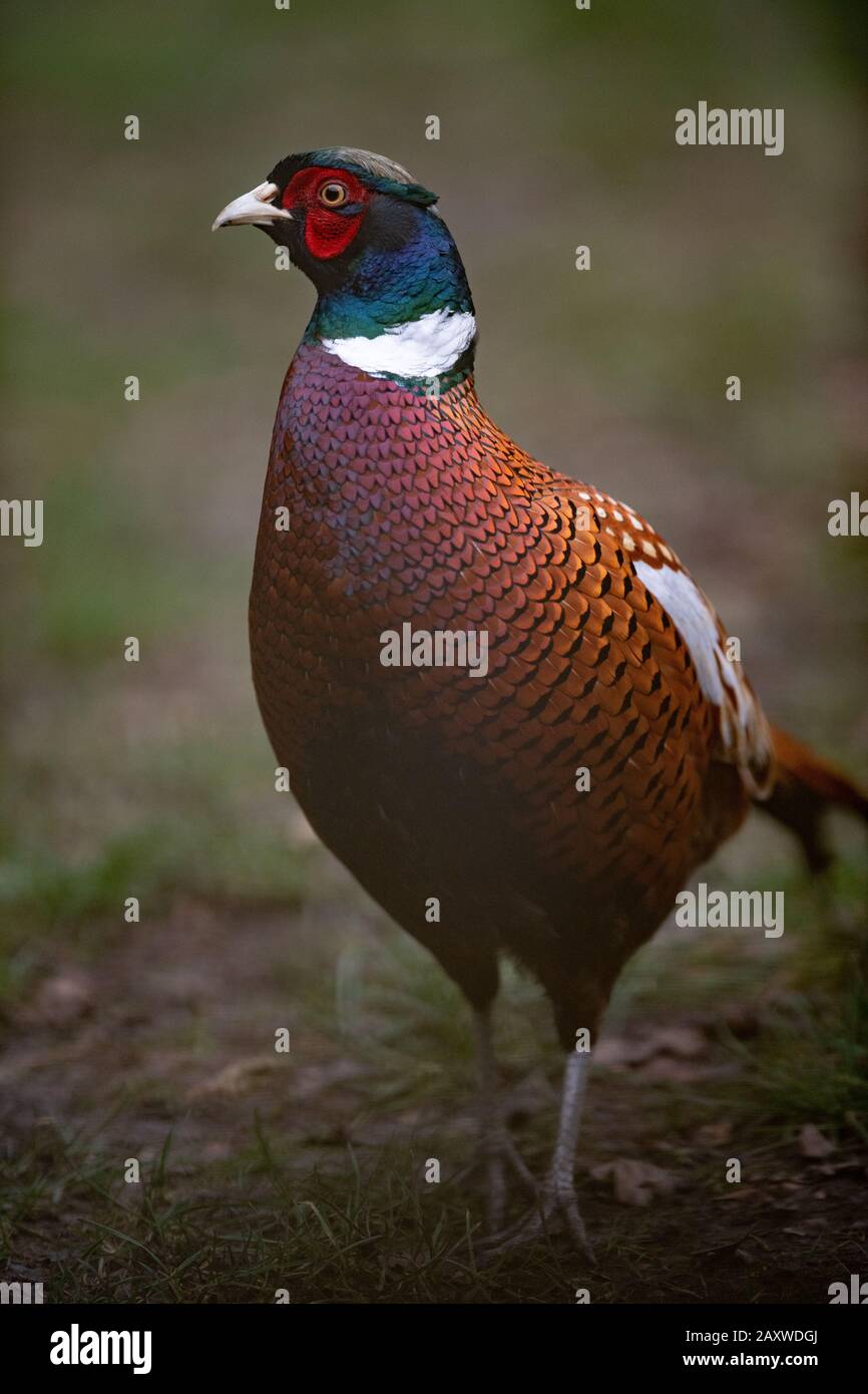 Closeup image of a male ring neck Pheasant walking on grass with