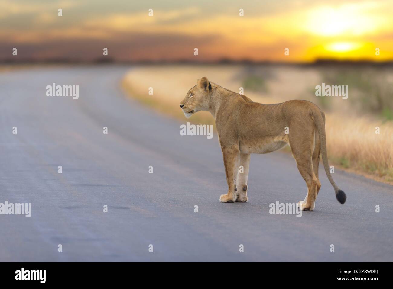 Lion head vector hi-res stock photography and images - Alamy
