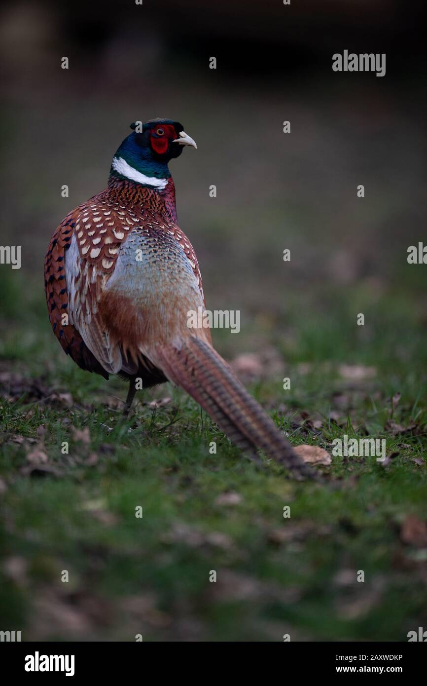 Closeup image of a male ring neck Pheasant walking on grass with