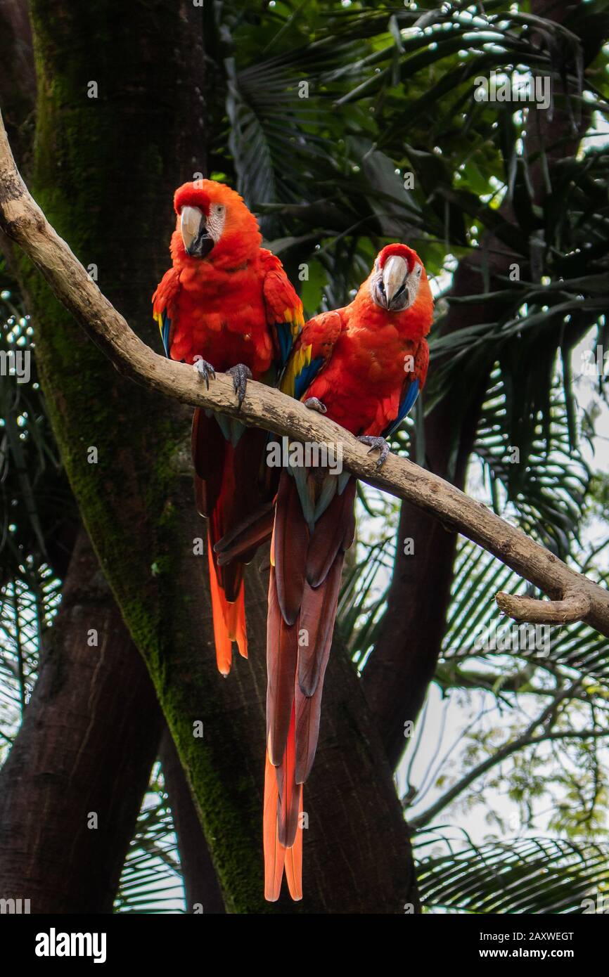 Colombian parrots, Scarlet macaw, (Ara macao) Stock Photo