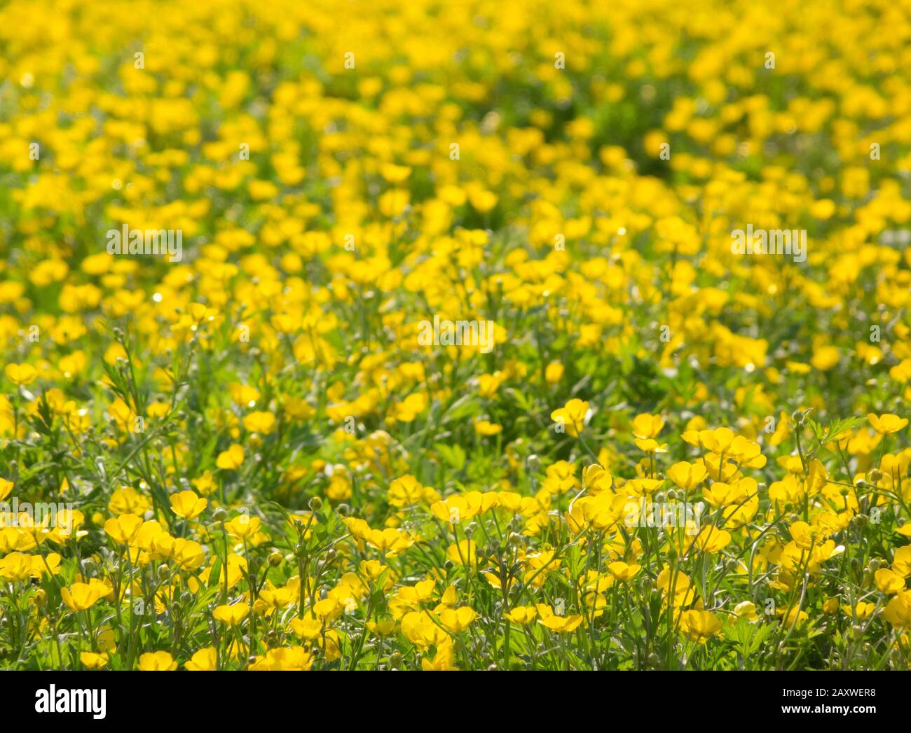 Buttercup field, yellow flowers background Stock Photo - Alamy