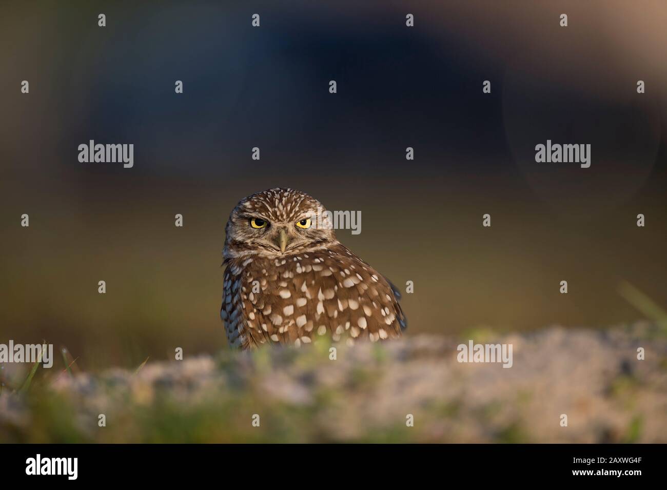 A Florida Burrowing Owl sits on the ground with a dark smooth background in the golden morning sunlight. Stock Photo
