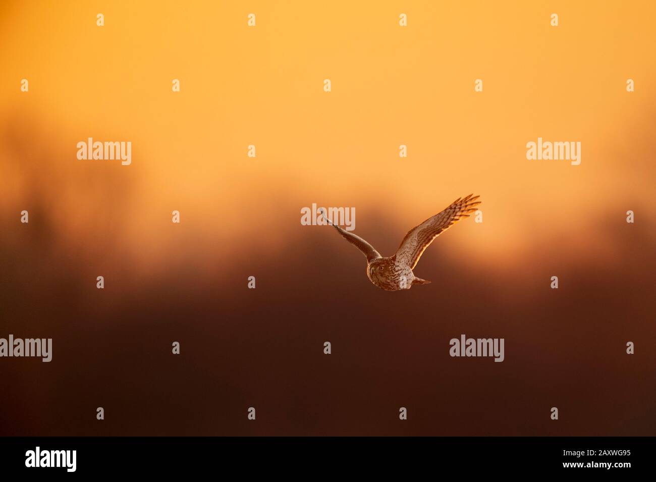 A Coopers Hawk flies in front of a golden sunrise with its wings