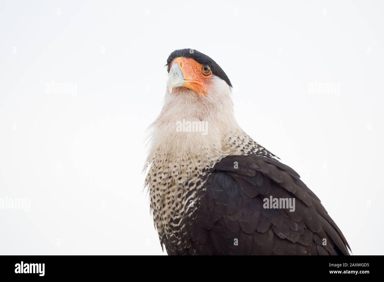 Close up portrait of a Crested CaraCara against a white background in soft overcast light. Stock Photo