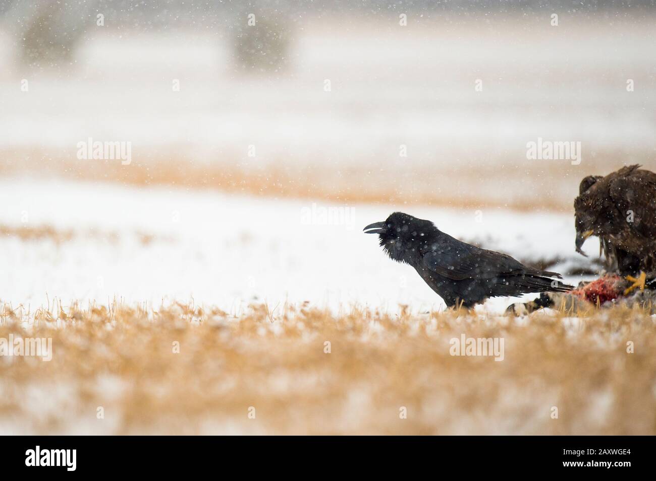 A Common Raven sitting on the ground in an open field on a cold snowy day. Stock Photo