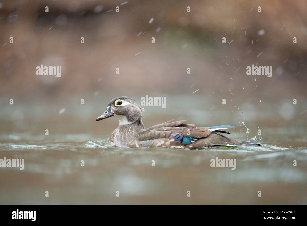 Female Wood Duck swims in a small creek in falling snow with a smooth brown background. Stock Photo