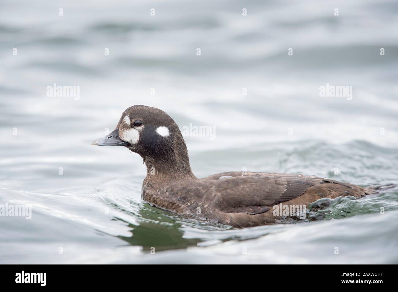 A female Harlequin Duck swims in the water in soft overcast light. Stock Photo