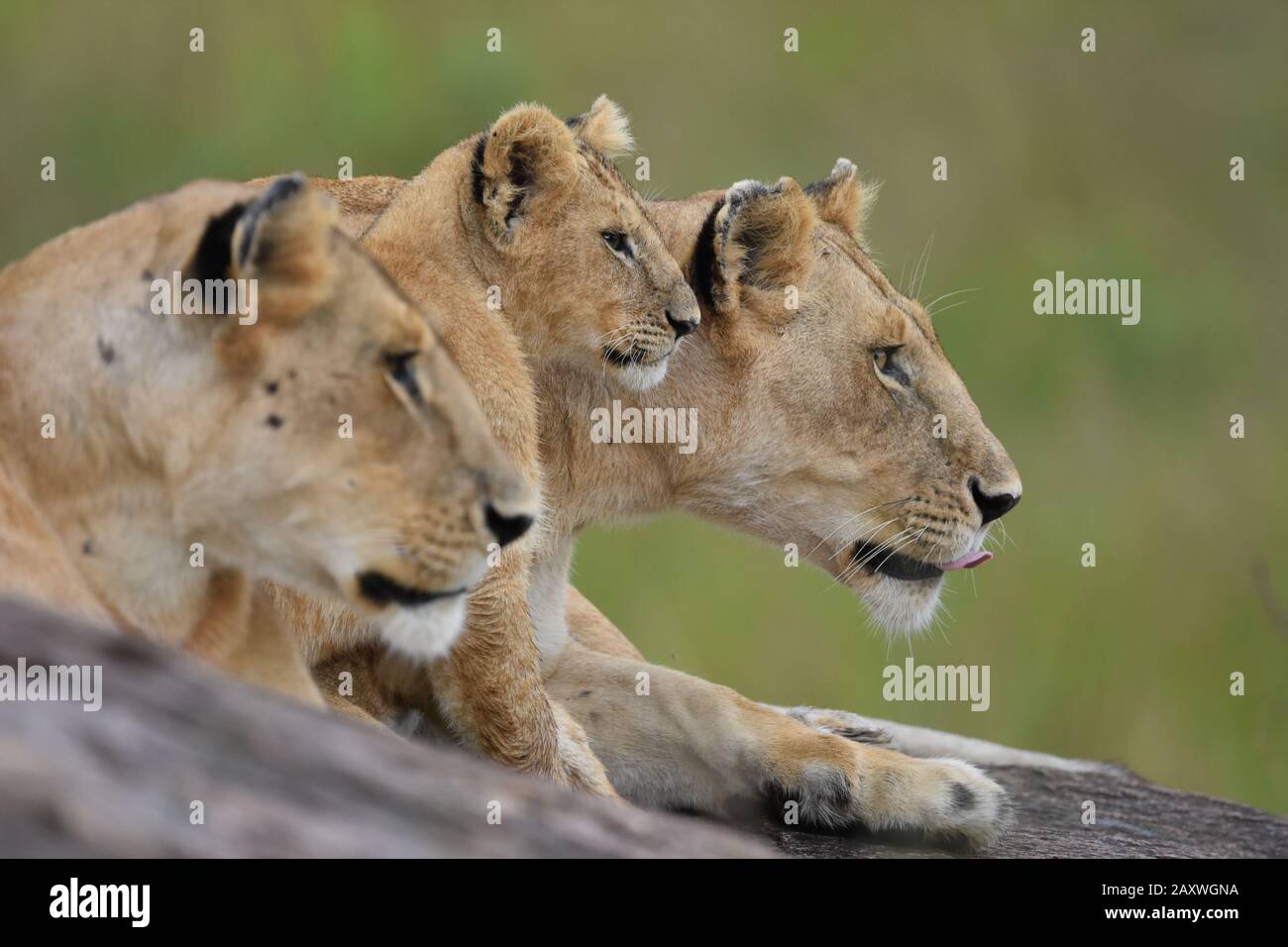 Masai mara kenya lions safari hi-res stock photography and images - Alamy