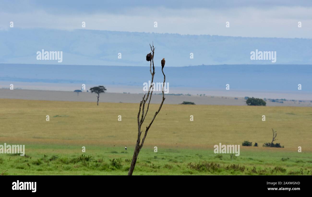 White-headed vulture and eagle looking for prey in the vast rolling plains of the Masai Mara National Park, Kenya. Stock Photo