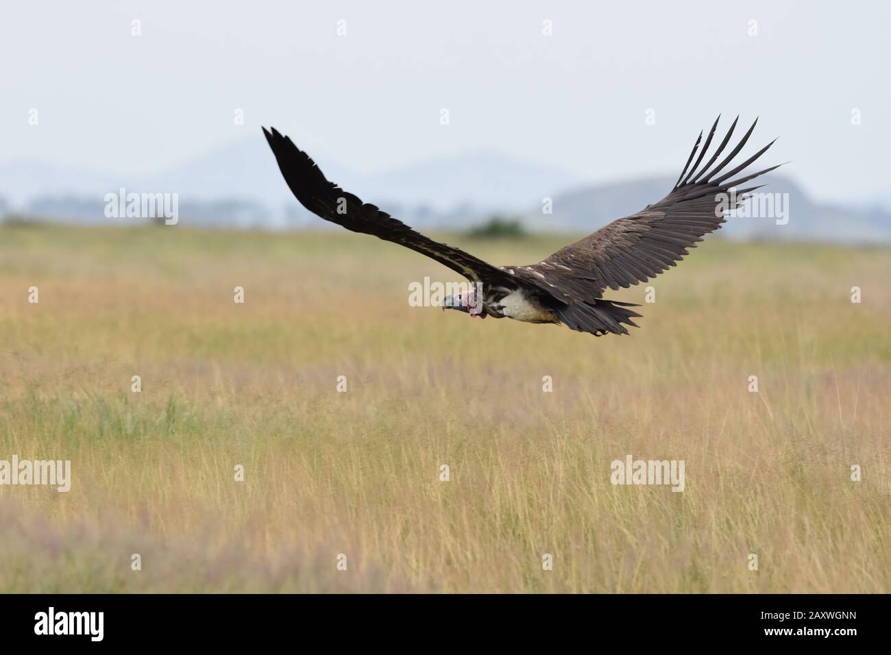 Lappet-faced vulture in low flight, wings outstretched. Amboseli National Park, Kenya. Stock Photo