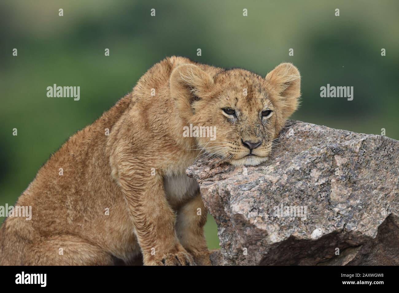 Lion Cub resting its head on rocks. Masai Mara National Park, Kenya. Stock Photo