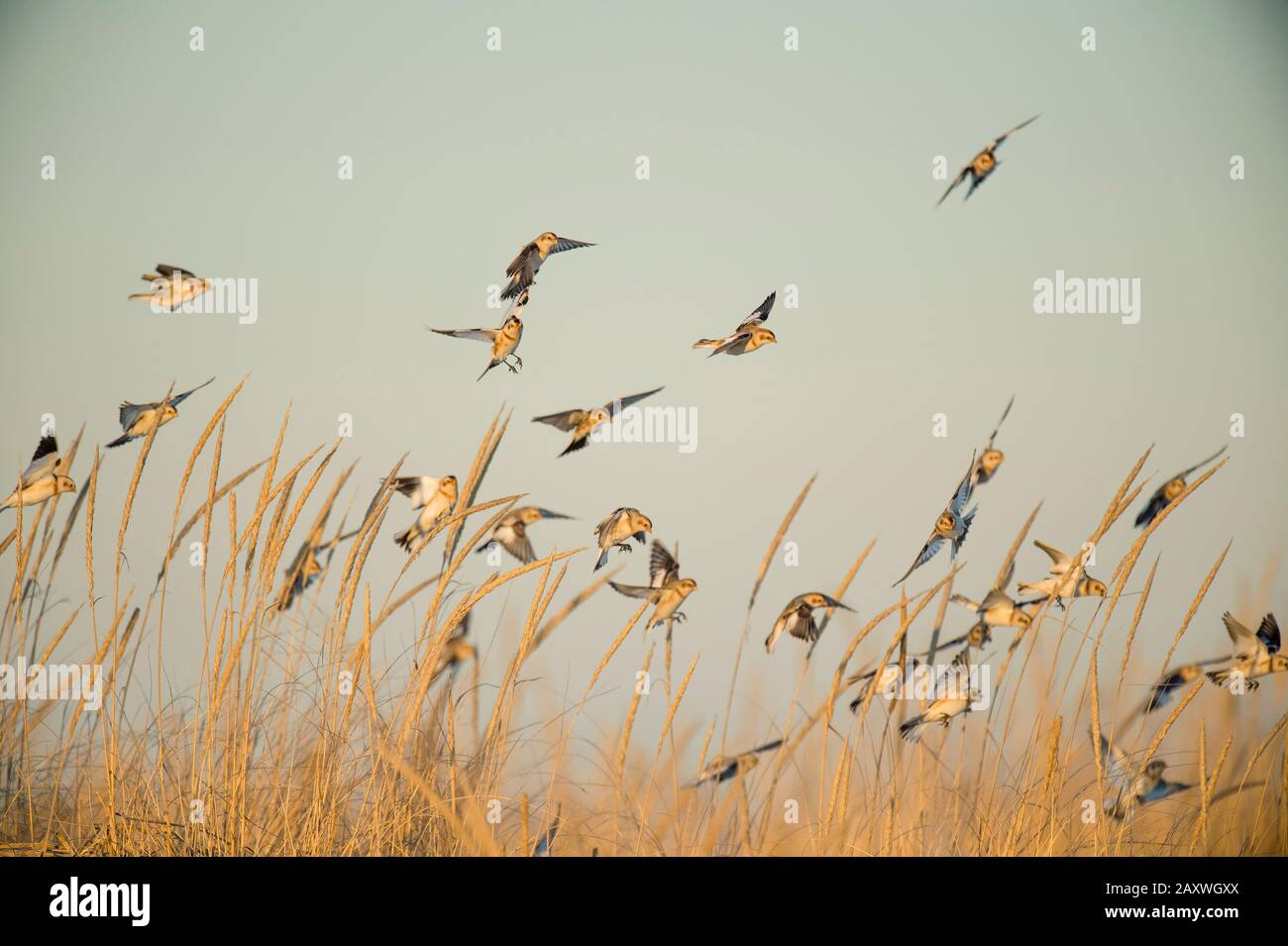 A flock of Snow Buntings flying and landing in the golden dune grasses in the bright sunlight. Stock Photo