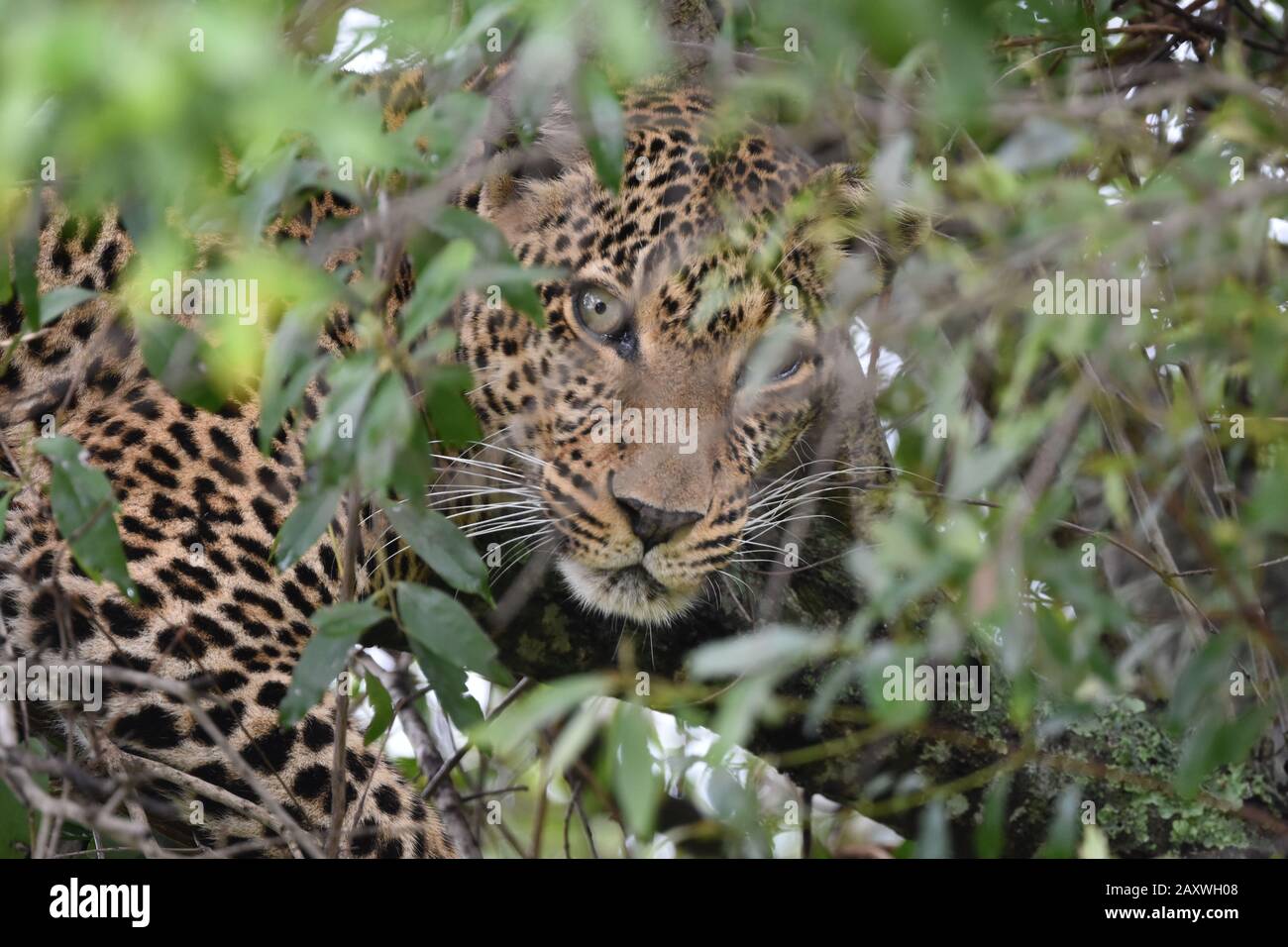 Leopard hiding in dense tree foliage. Masai Mara National Park, Kenya. Stock Photo