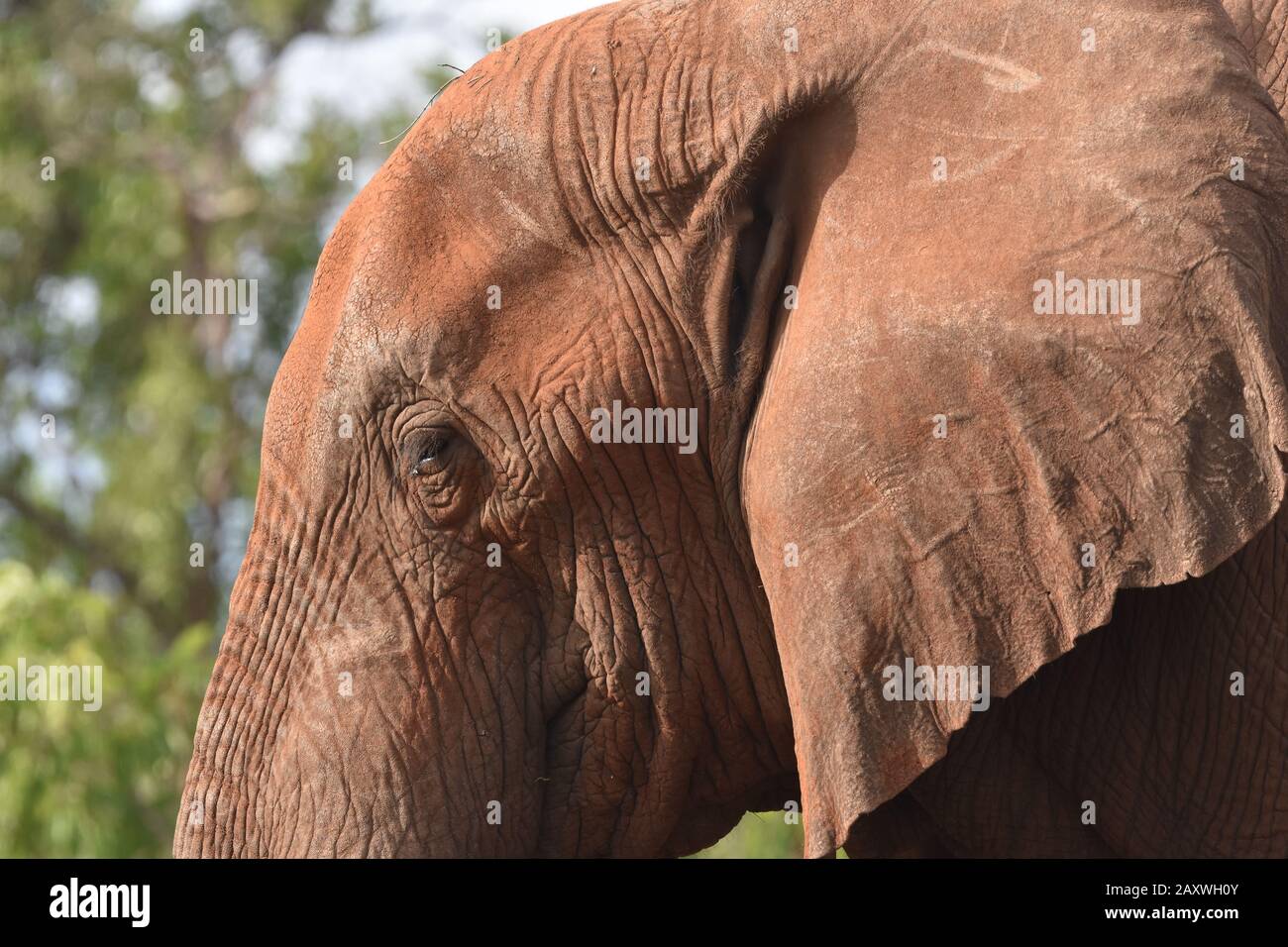 Elephant head and eye close up, Meru National Park, Kenya. Stock Photo