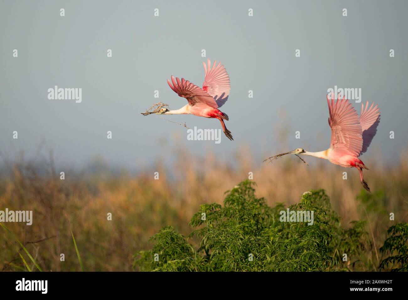 Ibises and the spoonbills hi-res stock photography and images - Alamy