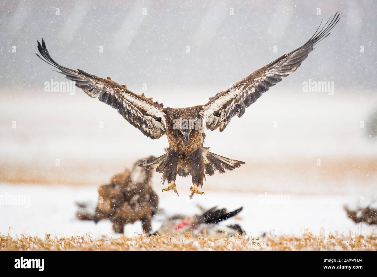 A juvenile Bald Eagle flies in a light snowfall on a cold winter day in an open field with carcasses on the ground. Stock Photo