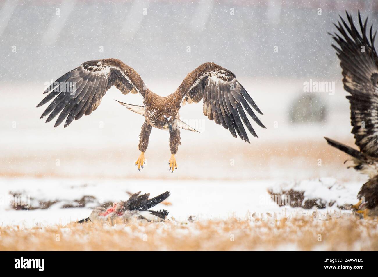 A juvenile Bald Eagle flies in a light snowfall on a cold winter day in an open field with carcasses on the ground. Stock Photo