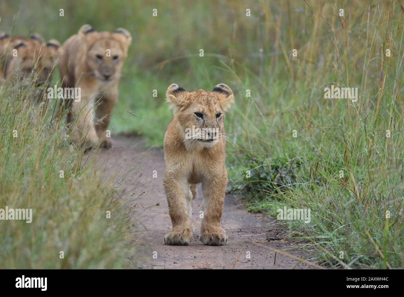 Cute lion cubs walking in line. Masai Mara National Park, Kenya. Stock Photo