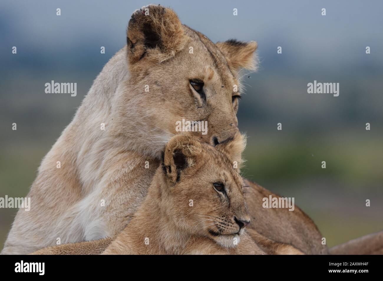 Lioness and cub looking out. Masai Mara National Park, Kenya Stock Photo