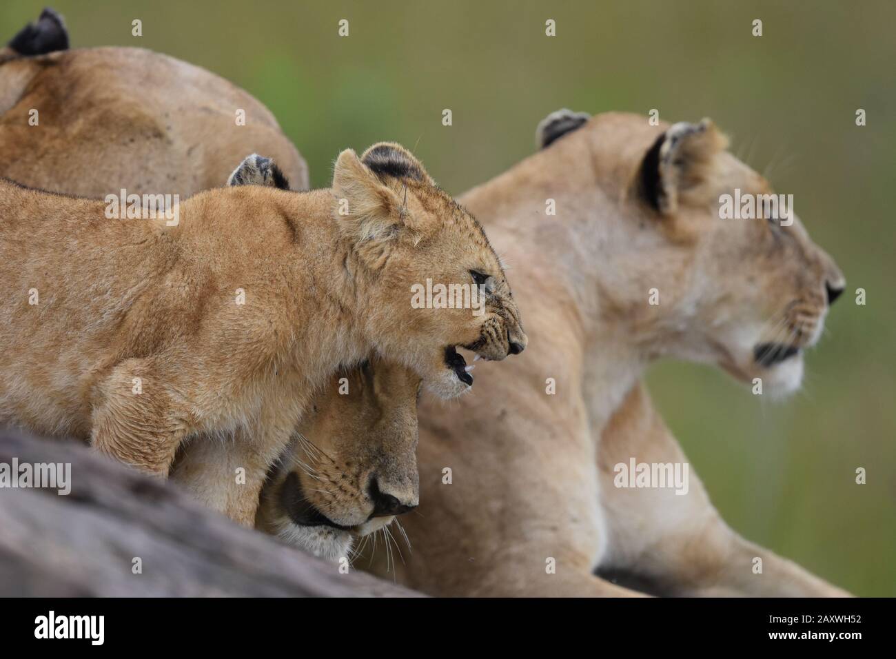 Lion cub snarling with mother in Masai Mara National Park, Kenya. Stock Photo