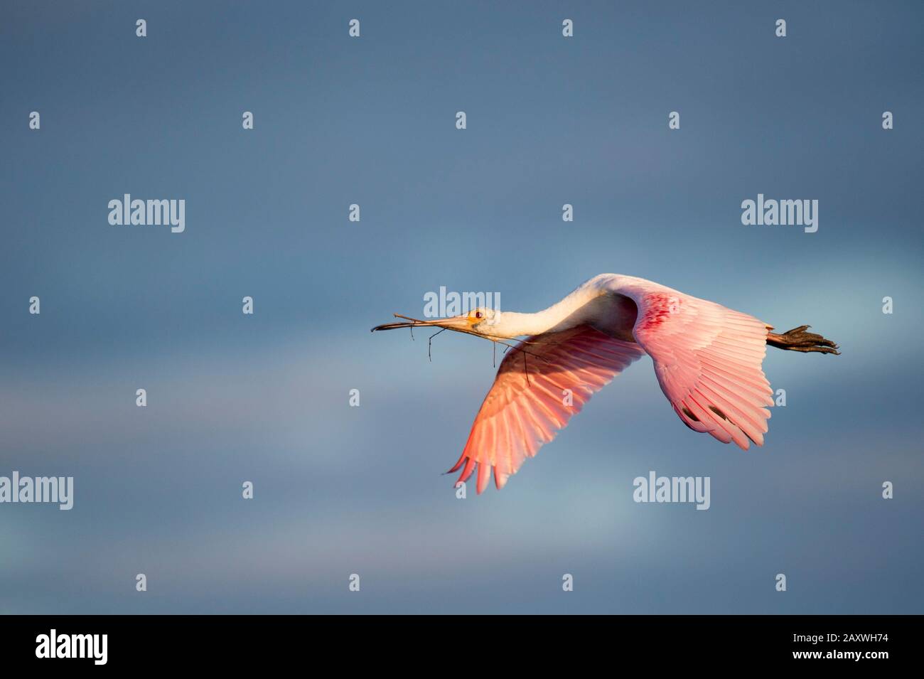 A bright pink Roseate Spoonbill flies in the golden morning sunlight ...