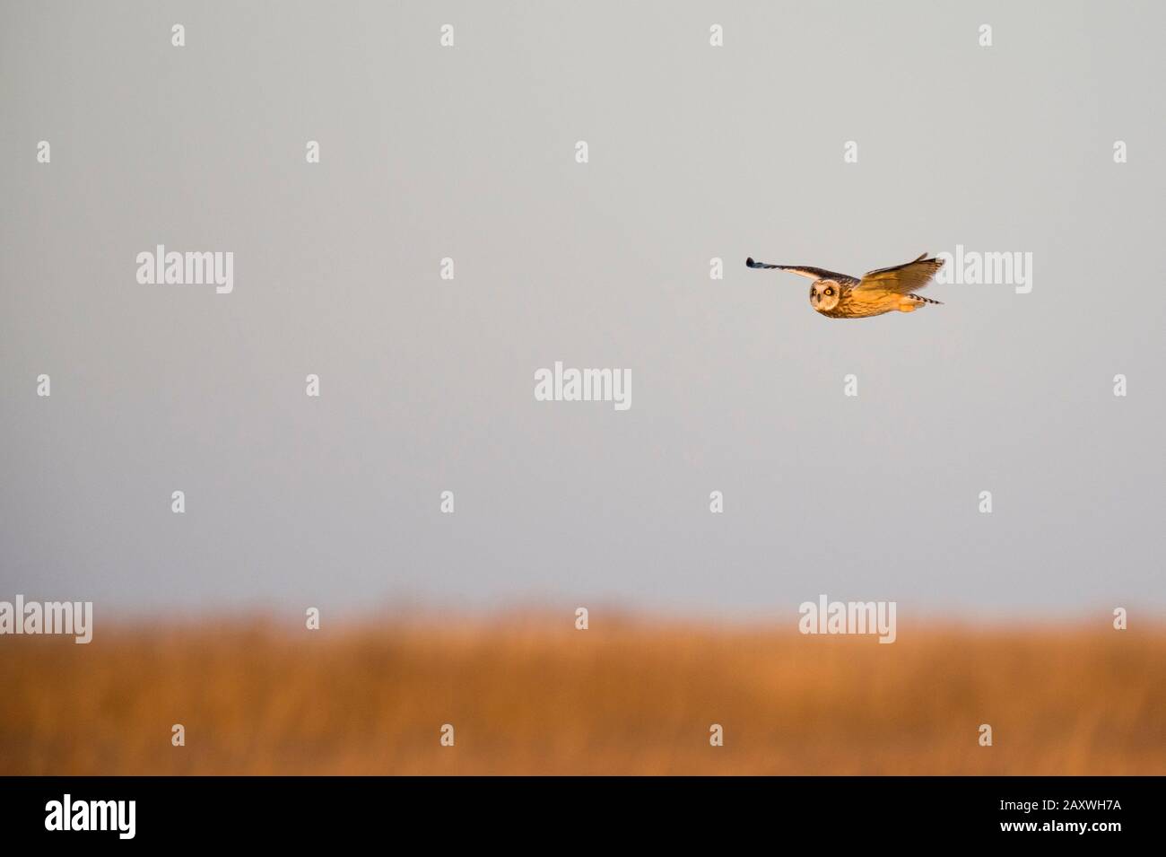 A Short-eared Owl flies over a field of brown grasses glowing in the golden sunlight at sunset. Stock Photo
