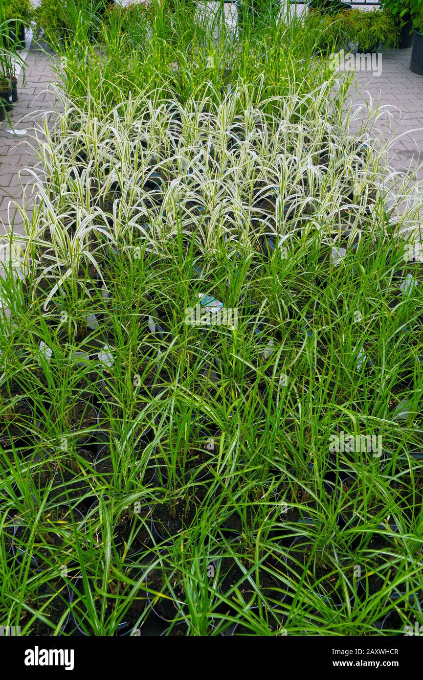 Miscanthus Chinese varieties: Variegatus and Morning Light. Garden shop, ornamental grass department. Stock Photo