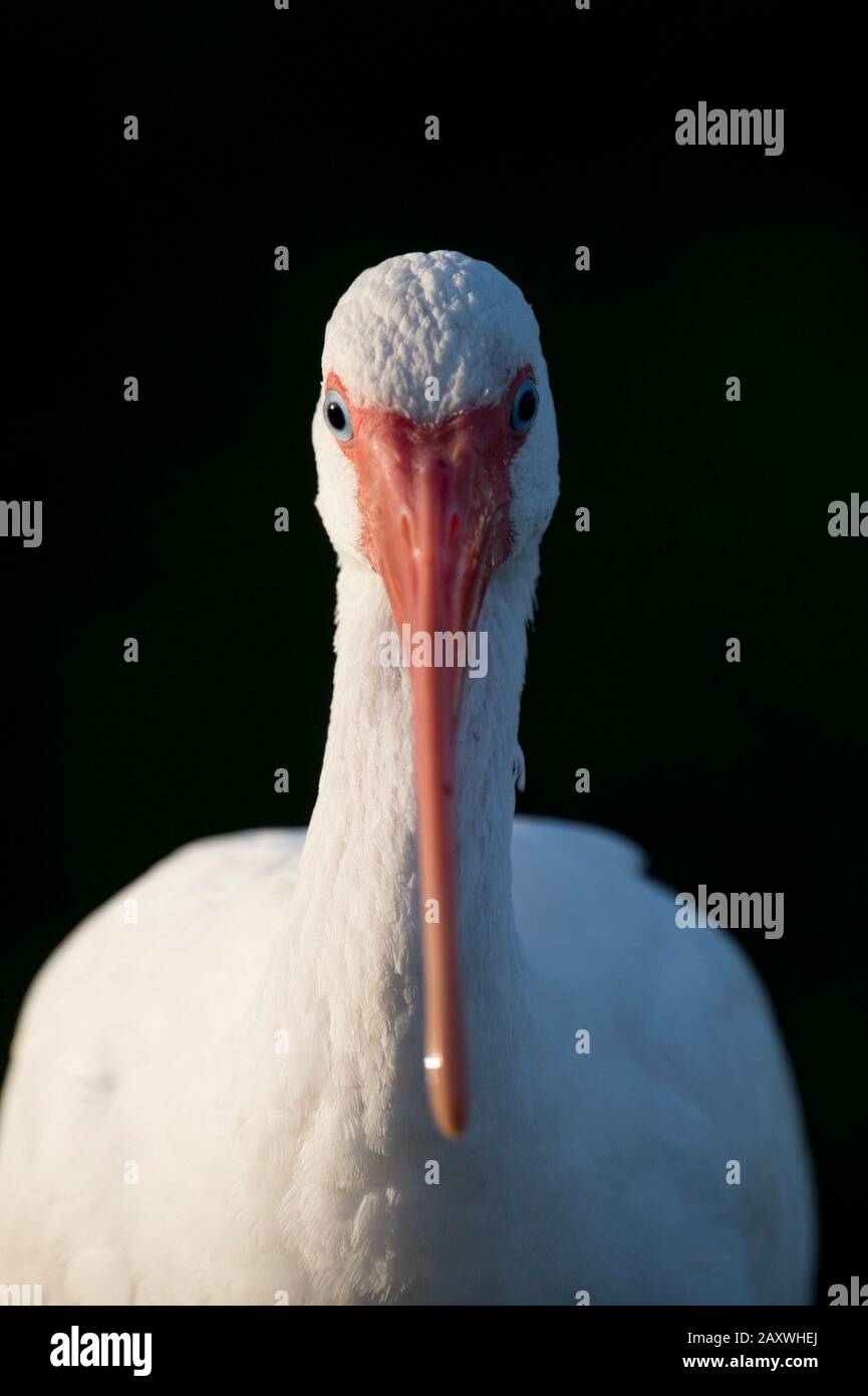A head-on view of a White Ibis on a black background in bright sun with its long bill facing the camera. Stock Photo