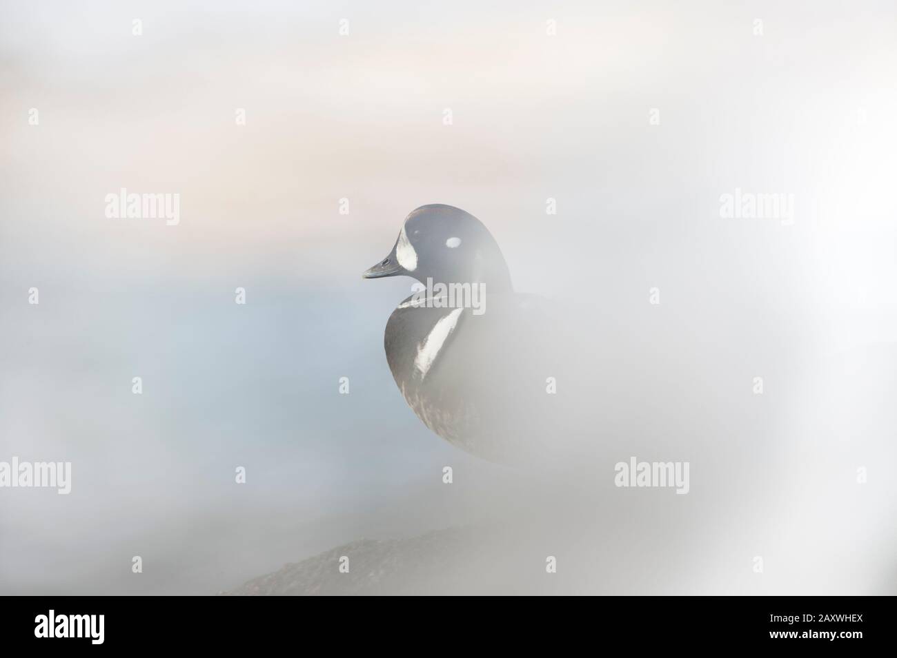 A male Harlequin Duck with a crashing wave in front of it making everything white around the duck. Stock Photo