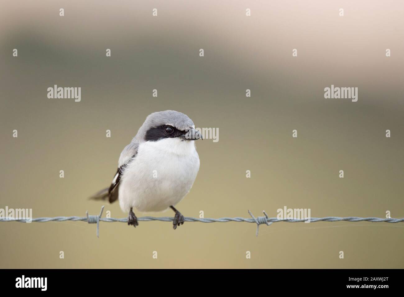 A close-up Loggerhead Shrike perched on barbed wire in front of a smooth out of focus green background. Stock Photo