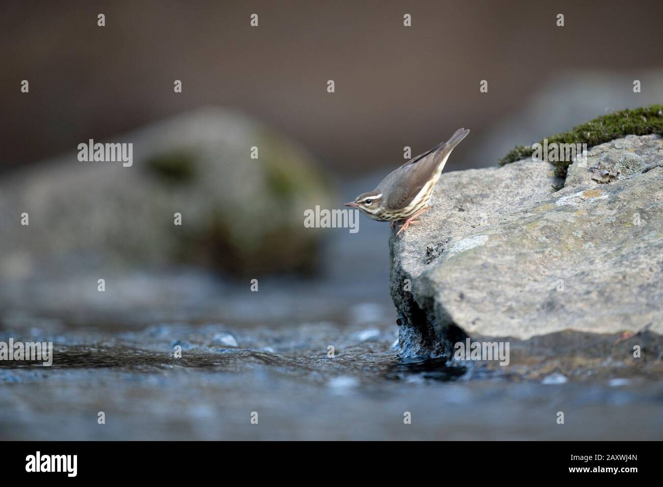 Louisiana Waterthrush perched on a large boulder in the water as it searches for small insects and invertabrates to eat in the soft overcast light. Stock Photo