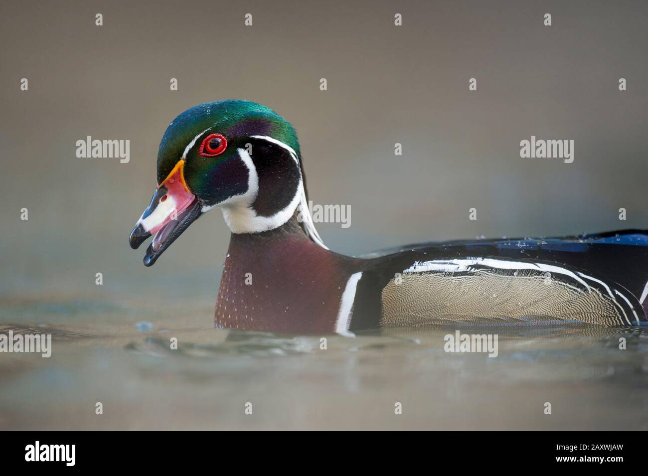 Close-up portrait of a male Wood Duck with a smooth brown background in soft sunlight showing off itls colorful plumage. Stock Photo
