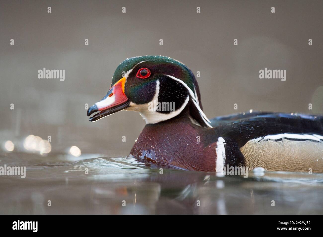 A close-up photo of a male wood duck floating on water with a smooth brown background in soft light. Stock Photo