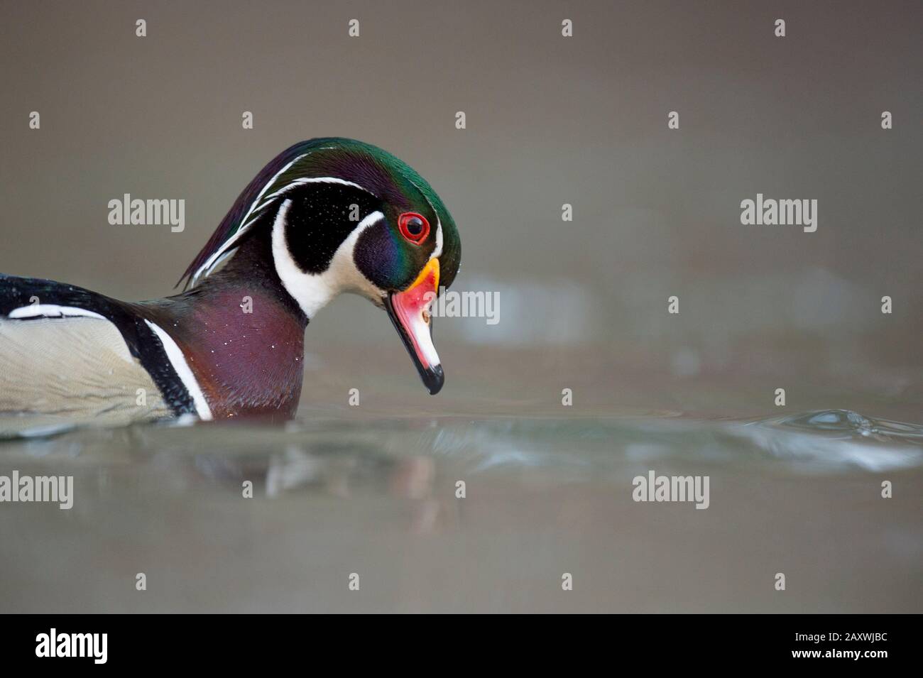 A close-up photo of a male wood duck floating on water with a smooth brown background in soft light. Stock Photo