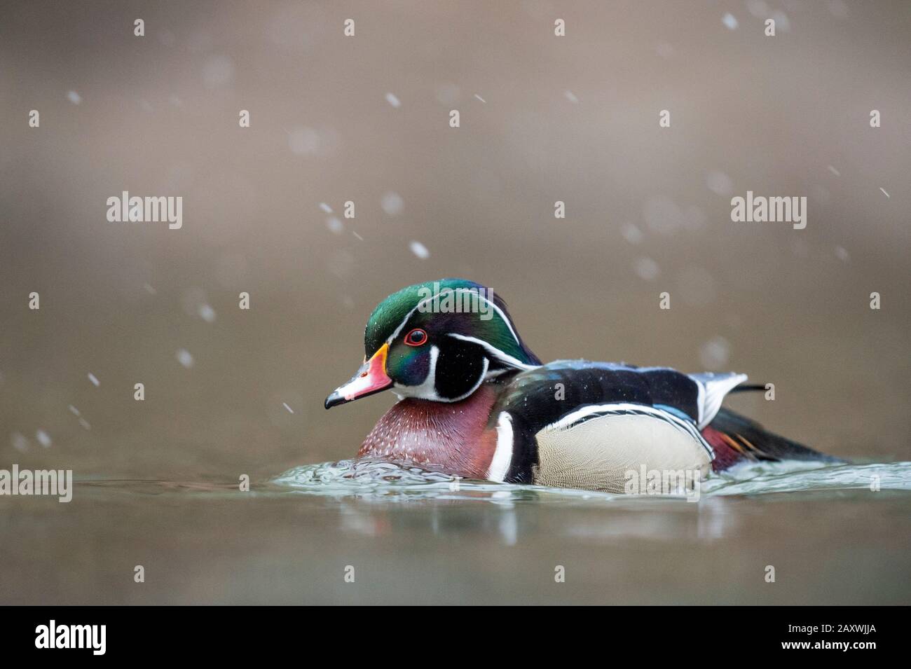 A male Wood Duck swims in the water on a light snowing day in soft overcast light. Stock Photo