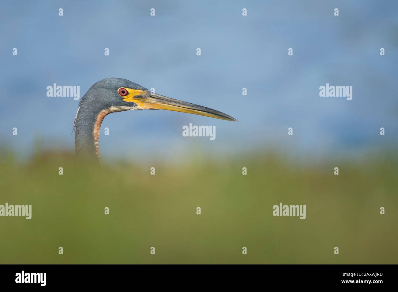 A Tricolored Heron peeks from behind some bright green grass with a smooth water background in the bright sunlight. Stock Photo