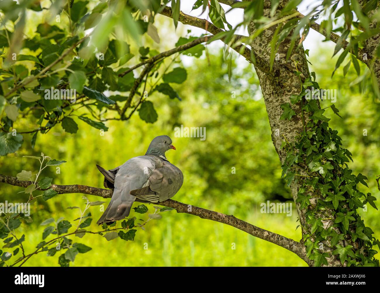 A wood pigeon on a tree branch at the end of a farmer's field in south Wales Stock Photo