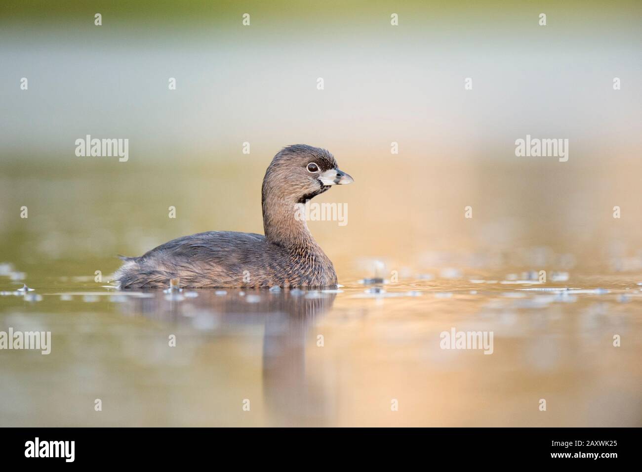 A Pied-billed Grebe floating on calm water in the soft early morning sunlight with a smooth out of focus background. Stock Photo
