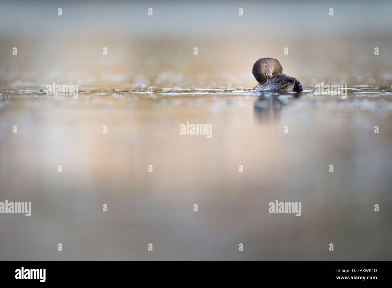 A small Pied-billed Grebe floats on the calm water in the soft sunlight. Stock Photo
