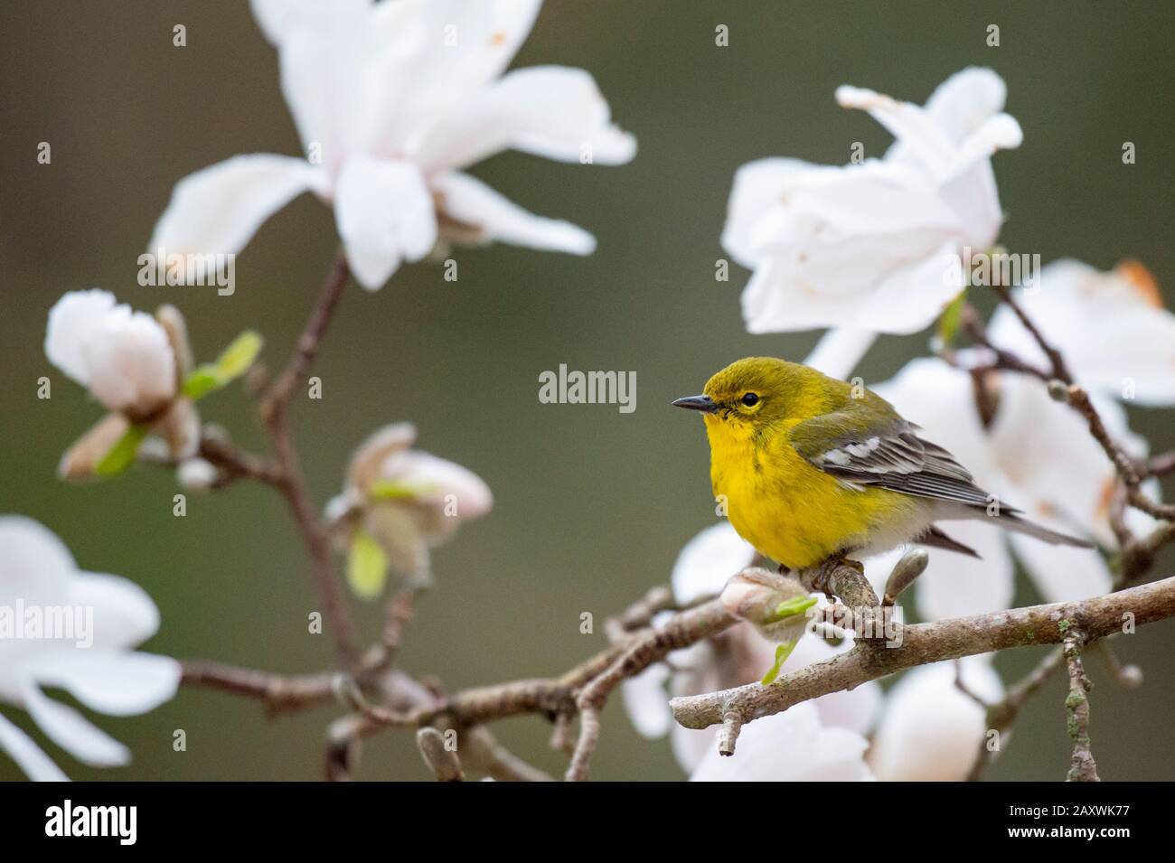 Bright yellow Pine Warbler perched in a flowering tree in spring in sotf overcast light. Stock Photo