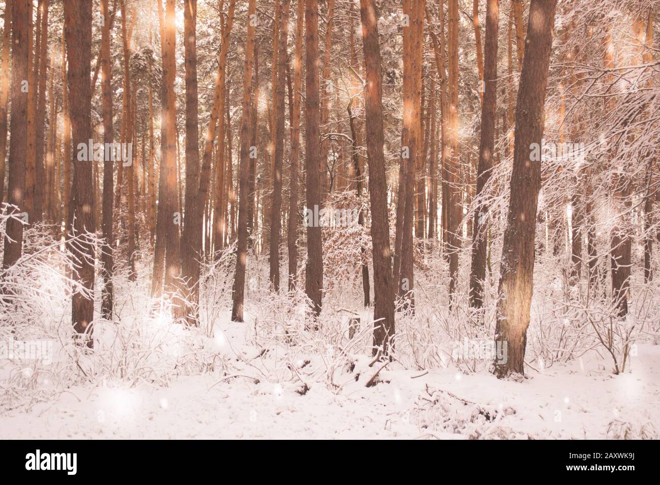 Tree pine spruce in magic forest winter with falling snow sunny day. Snow forest snowfall. Christmas Winter New Year background trembling scenery. Stock Photo