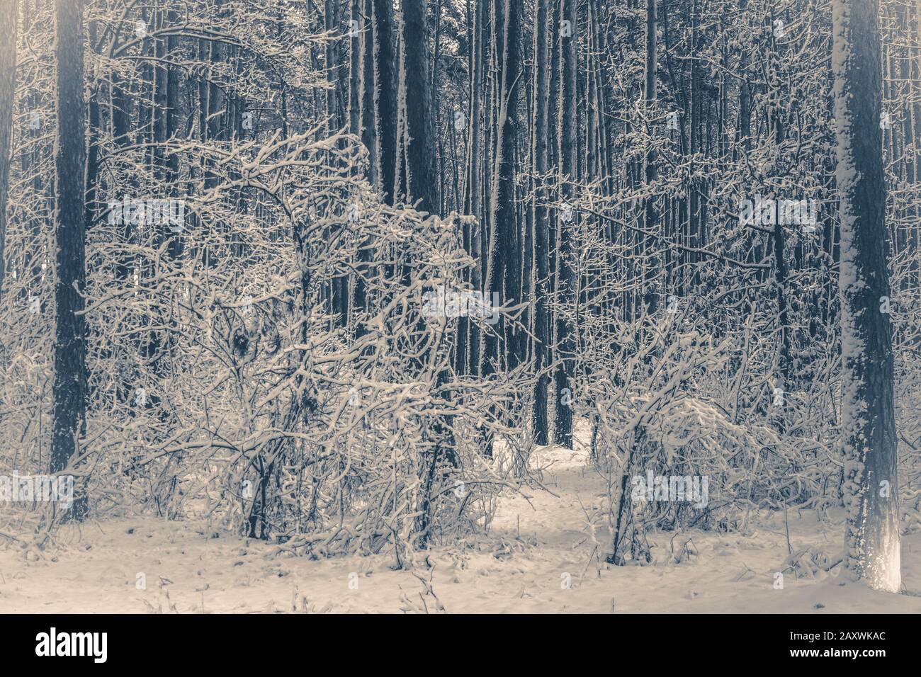 Old vintage photo. Tree pine spruce in magic forest winter with falling snow. Snow forest. Christmas Winter New Year background trembling scenery. Stock Photo