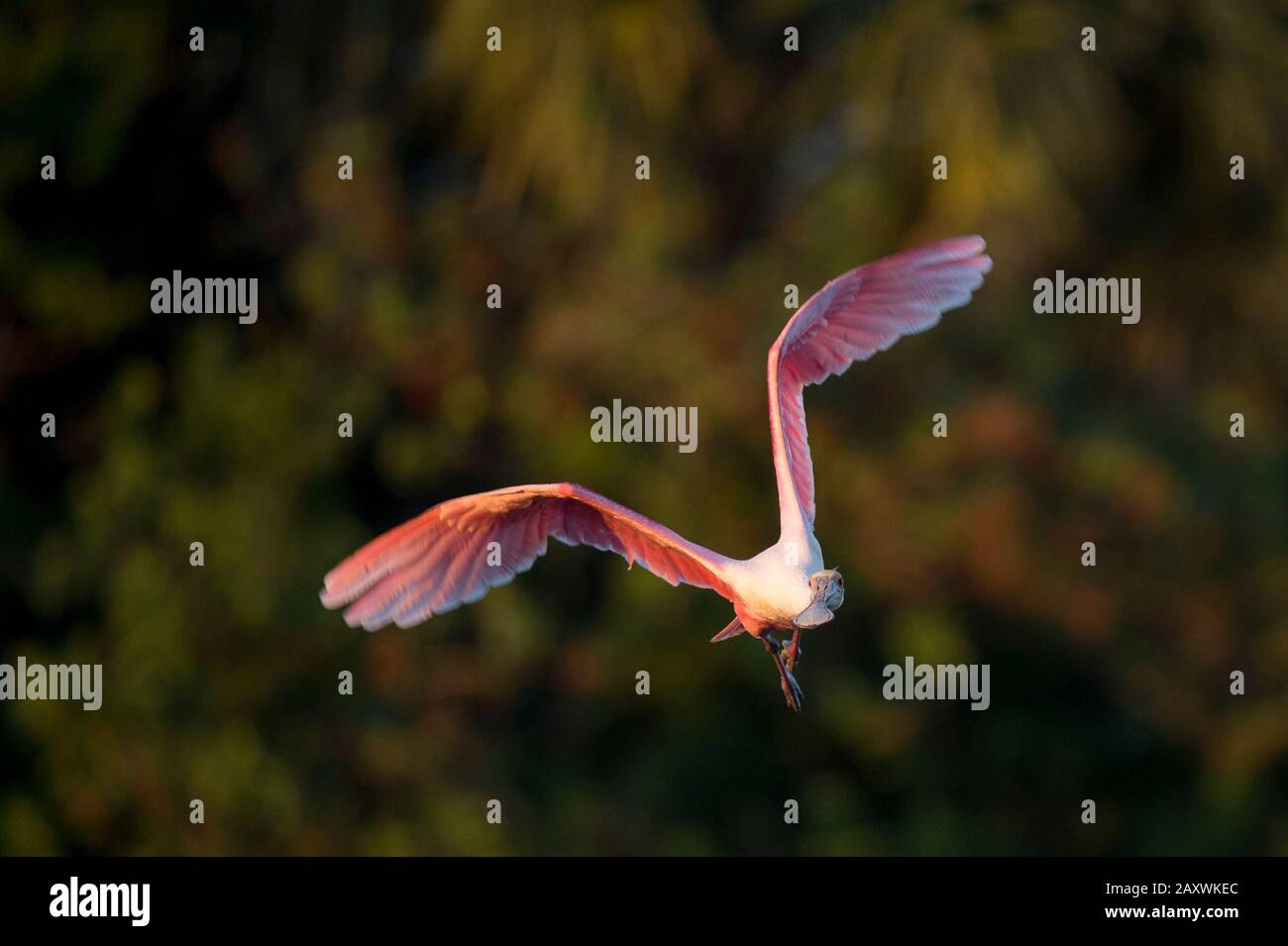 A Roseate Spoonbill flies right at the camera with its wings spread and ...