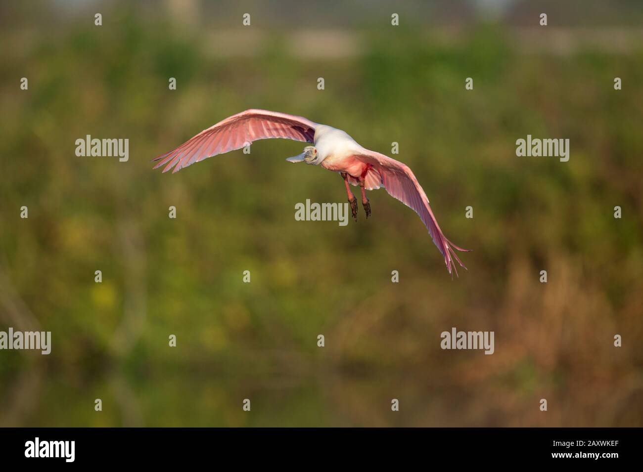 A Roseate Spoonbill flies in front of an out of focus background in the ...