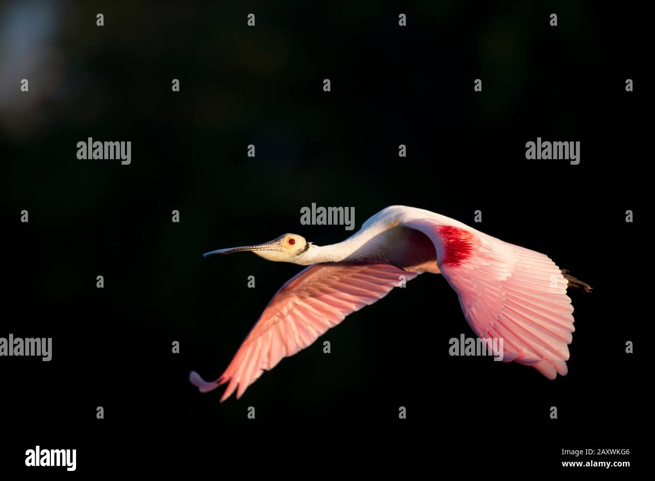 A Roseate Spoonbill flies in front of a dark black background in the ...