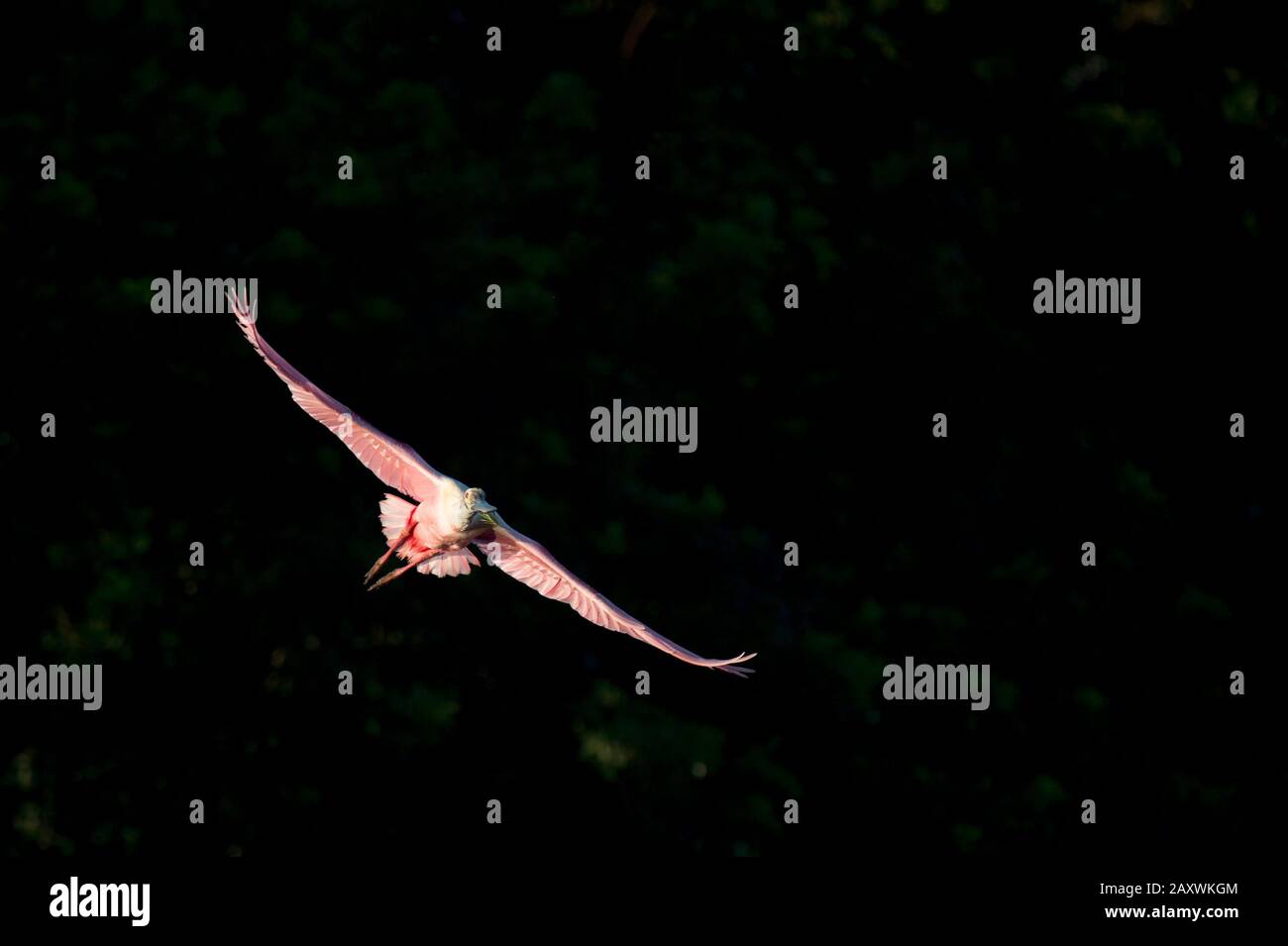 A Roseate Spoonbill flies in front of a dark black background in the ...