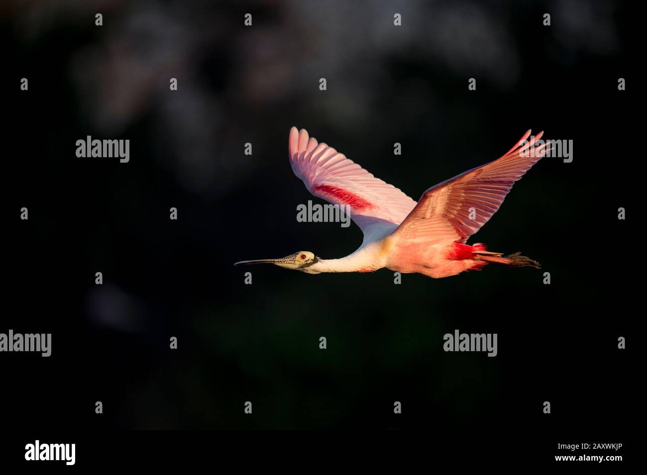 A Roseate Spoonbill flies in front of a dark black background in the ...
